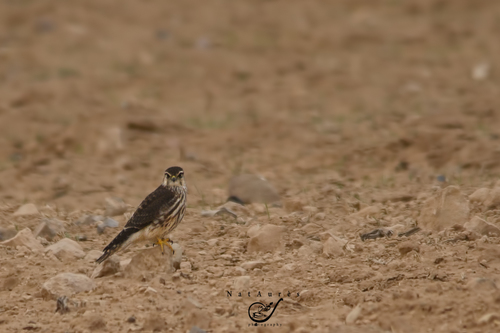 Merlin