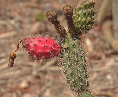 Acanthocereus oaxacensis