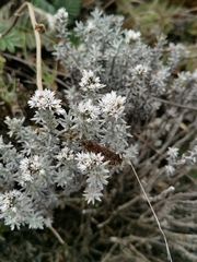 Chionolaena lavandulifolia image