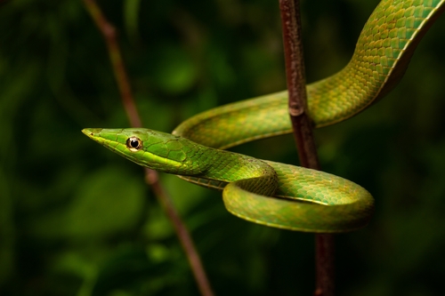 Green Vine Snake