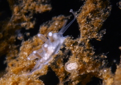 Tergipes tergipes image