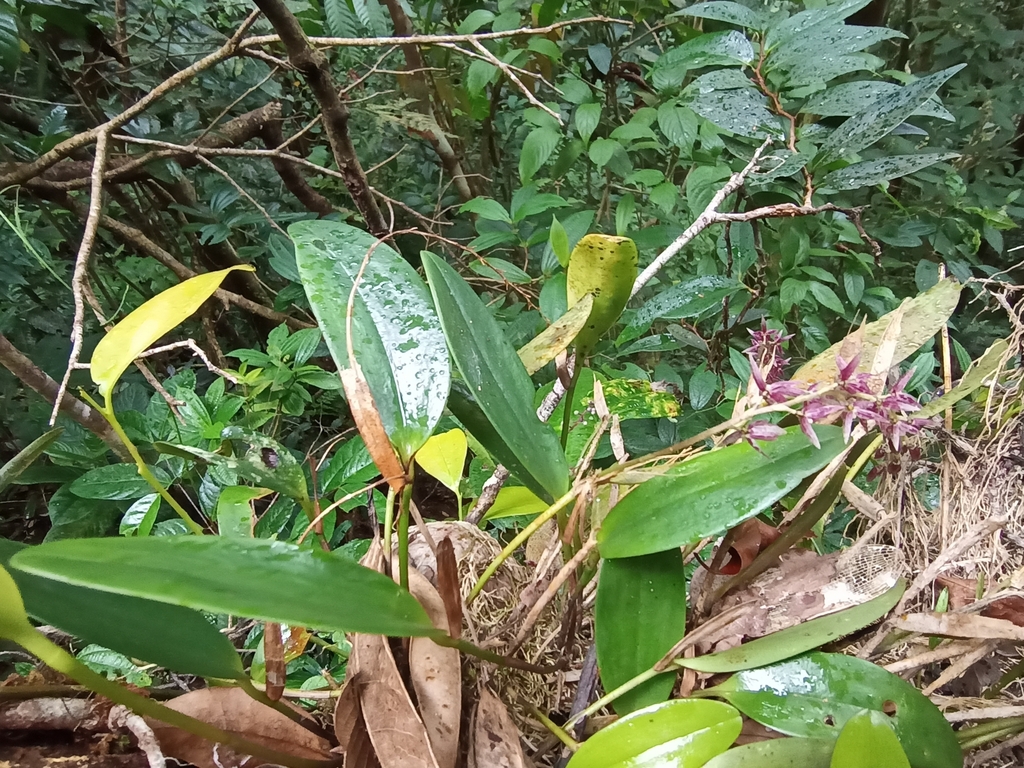 Pleurothallis loranthophylla