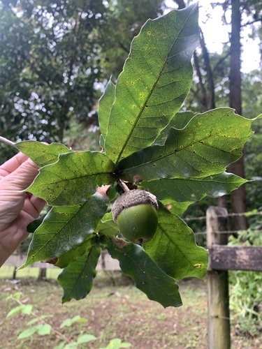 Mexican Royal Oak