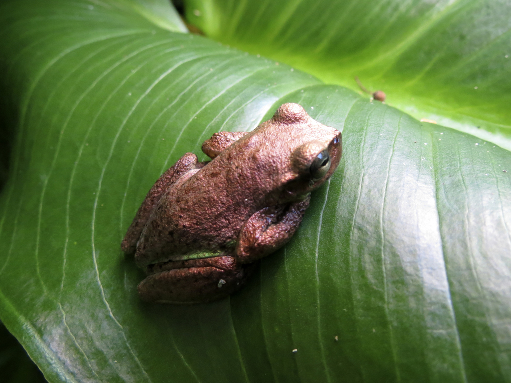 Lesser Bromeliad Tree Frog from Chilchotla, Pue., México on October 14 ...