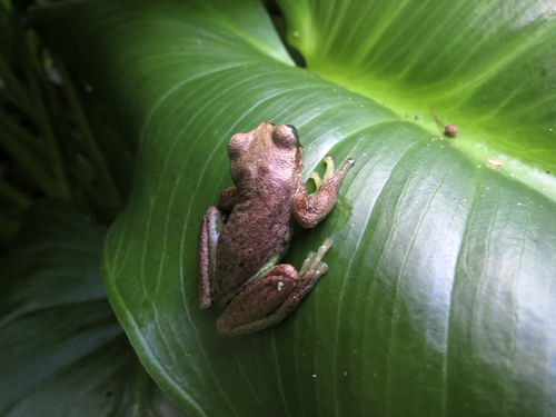 Lesser Bromeliad Tree Frog