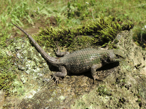 Mexican Emerald Spiny Lizard