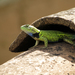 Mexican Emerald Spiny Lizard - Photo (c) Abel Hernandez, all rights reserved, uploaded by Abel Hernandez