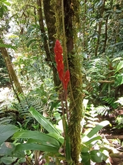 Image of Guzmania panamensis