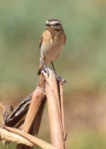 Whinchat