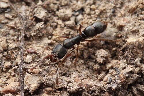 Euponera pilosiorEuponera pilosior