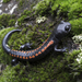Giant False Brook Salamander - Photo (c) Abel Hernandez, all rights reserved, uploaded by Abel Hernandez