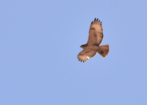 Red-necked Buzzard
