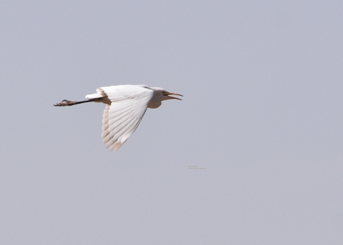 Western Cattle-Egret