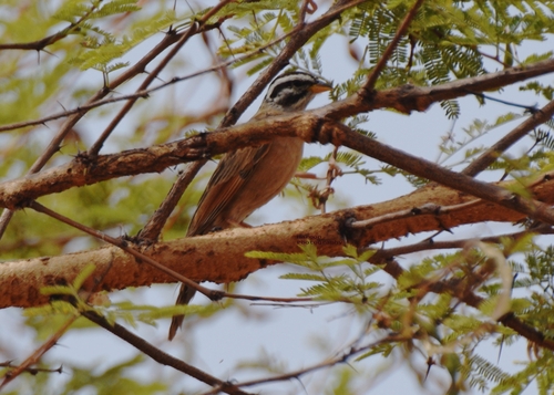 Gosling's Bunting