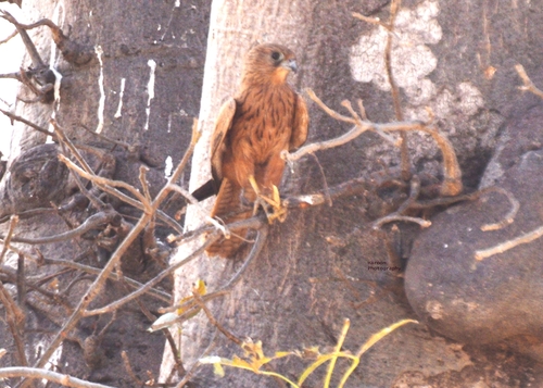 Fox Kestrel