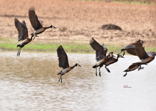 White-faced Whistling-Duck
