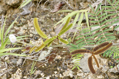 Mimosa pigra image