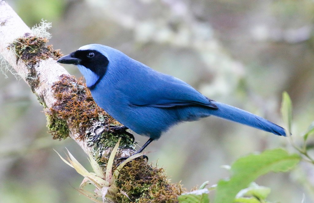 Turquoise Jay photo