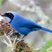 Turquoise Jay - Photo (c) Thomas A. Driscoll, all rights reserved