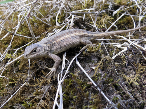 Trans Volcanic Bunchgrass Lizard