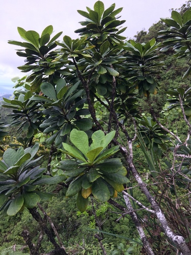 Koolau Range cheesewood (Pittosporum glabrum)