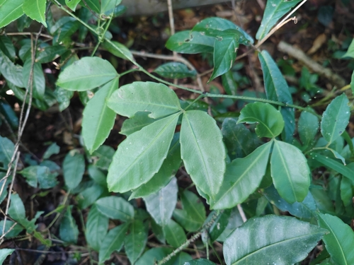Tetrastigma cruciatum
