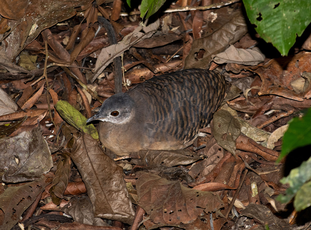 Bartlett's Tinamou photo