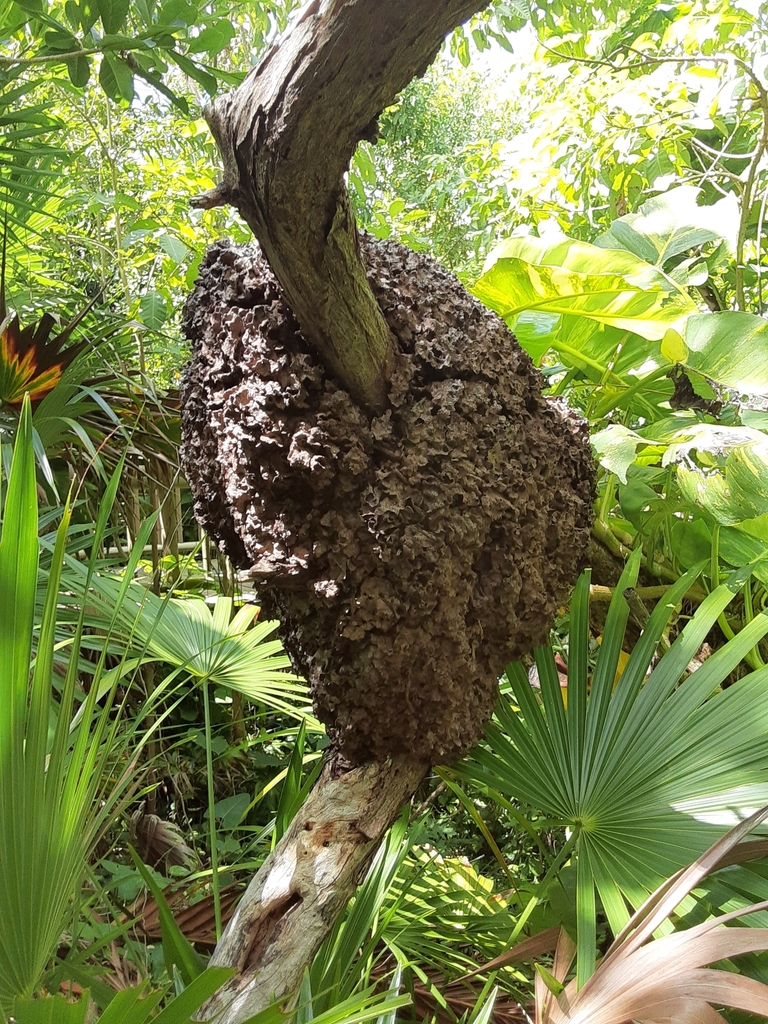 Conehead Termite from 77730 Quintana Roo, Mexico on October 03, 2022 at