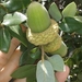 Quercus chrysolepis - Photo (c) Cedric Lee, todos os direitos reservados, uploaded by Cedric Lee