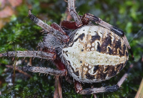 Red-femured Spotted Orbweaver