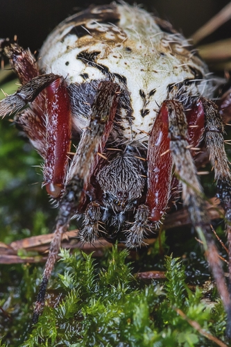 Red-femured Spotted Orbweaver