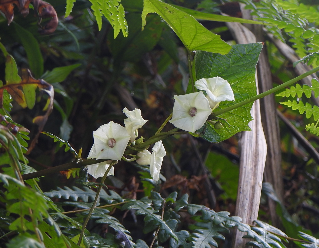 Lepistemon intermedius (Lepistemon intermedius)