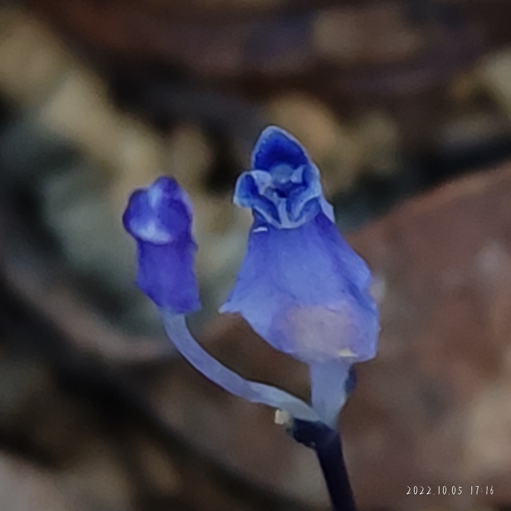 Burmannia wallichii in October 2022 by 九天 · iNaturalist