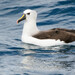 Atlantic Yellow-nosed Albatross - Photo (c) KristenM, all rights reserved, uploaded by KristenM