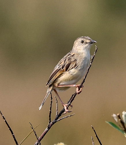 Croaking Cisticola