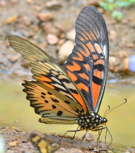 Papilio antimachus image