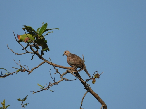 Spotted Dove