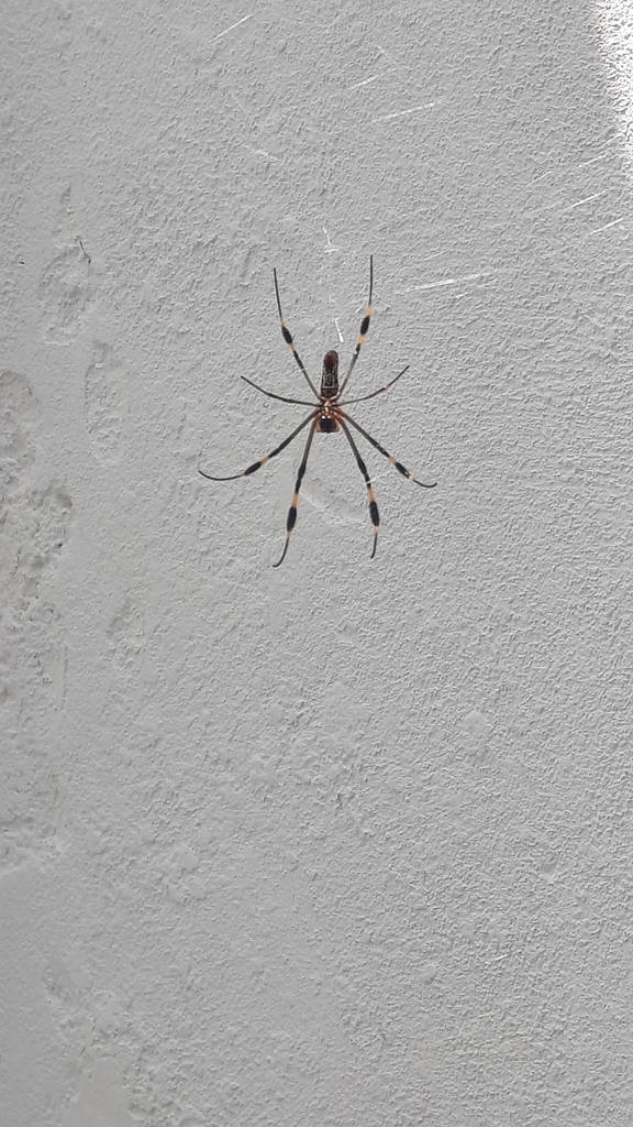 Golden Silk Spider From Coatepec, Mx-ve, Mx On August 27, 2022 At 02:48 