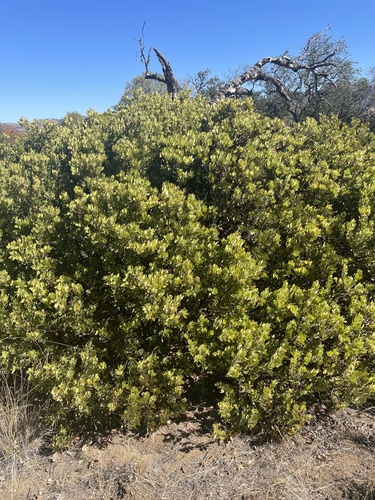 iNaturalist observation photo of Eastwood's Manzanita