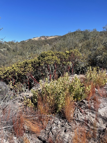 iNaturalist observation photo of Eastwood's Manzanita