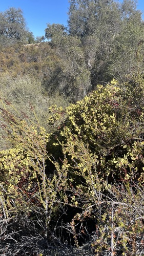 iNaturalist observation photo of Eastwood's Manzanita