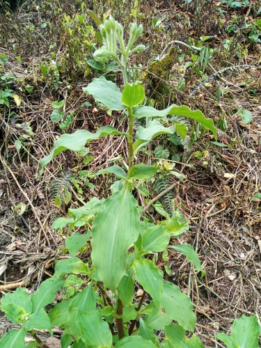 Tinantia erecta image