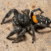 Agave Jumping Spider - Photo (c) Michael Jacobi, all rights reserved