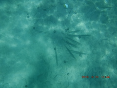 Cornetfish
