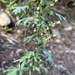 Ragweed Sagebrush - Photo (c) Mary Adams, all rights reserved, uploaded by Mary Adams