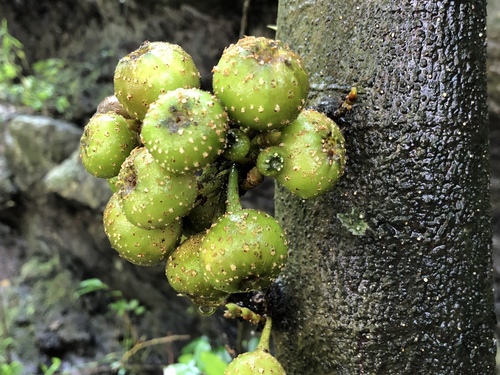 Ficus benguetensis Merr.