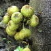 Ficus benguetensis - Photo (c) Ching-wen Chiu, todos los derechos reservados, subido por Ching-wen Chiu
