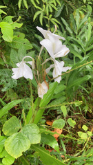 Hedychium coronarium image