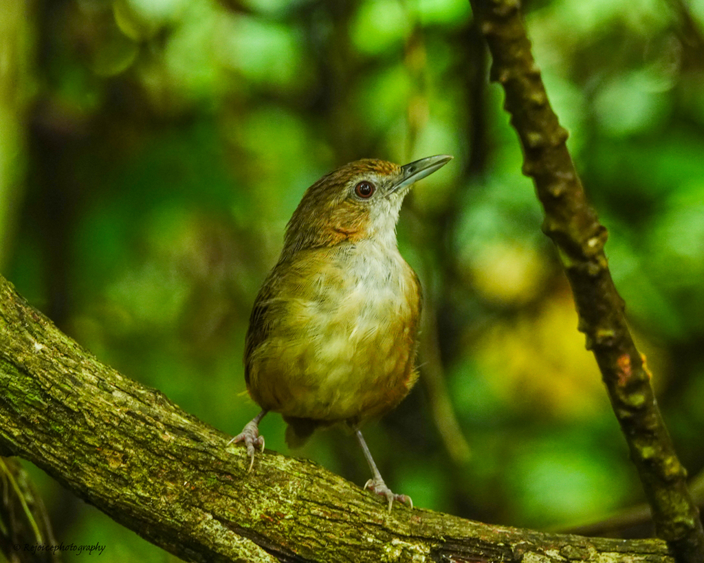 Abbott's Babbler photo