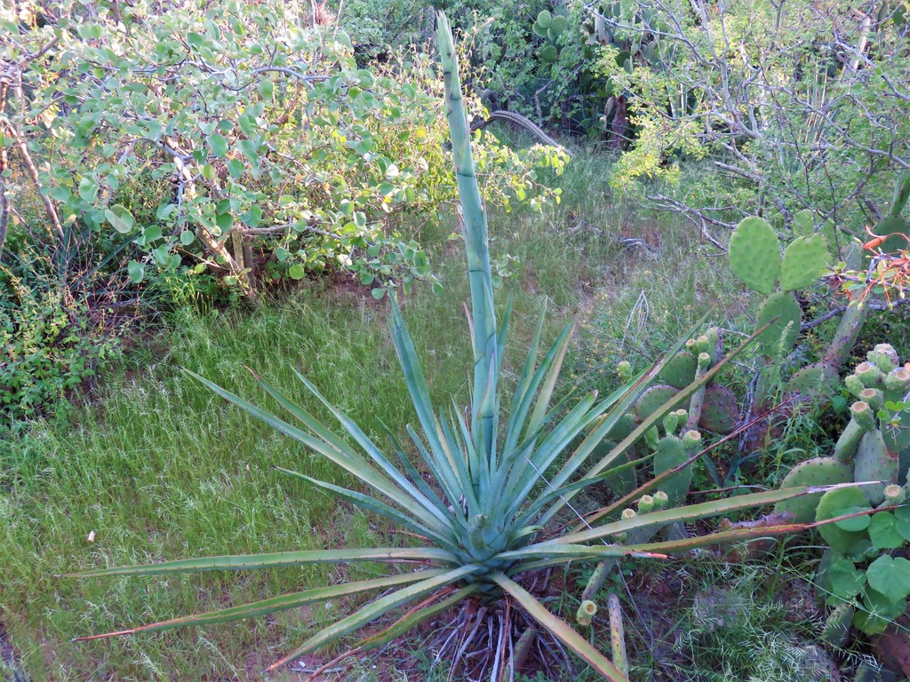 Agave aktites